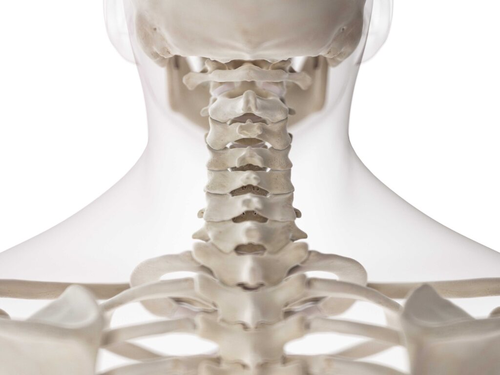 Illustration of upper cervical spine focusing on C1 and C2 vertebrae, relevant to migraine treatment